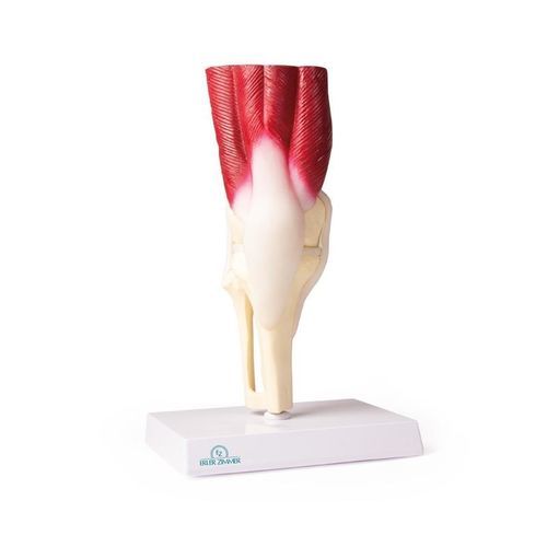Modelo anatómico de rodilla - 4662 - Erler-Zimmer - de articulación / de formación / con musculatura