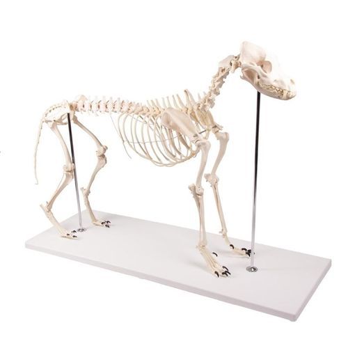 Modelo anatómico de cuerpo entero - VET1700 - Erler-Zimmer - de esqueleto / para la atención veterinaria / canino