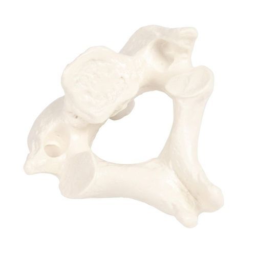 Modelo anatómico de vértebras - 3062 - Erler-Zimmer - adulto / masculino / blanco