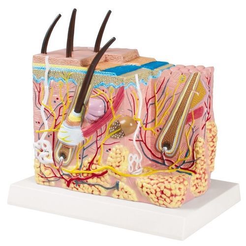Modelo anatómico de piel - J213 - Erler-Zimmer - de vasos sanguíneos