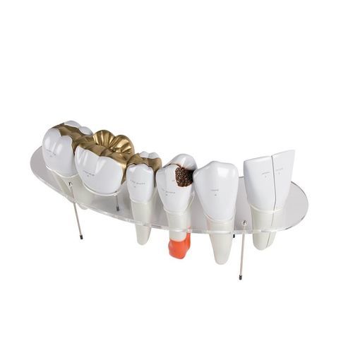 Modelo anatómico de dientes - R10125 - Erler-Zimmer - para odontología / transparente