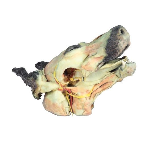 Modelo anatómico de cabeza - VP9000 - Erler-Zimmer - veterinario / de perro