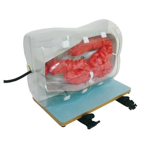 Simulador de formación - LM107 - Erler-Zimmer - de colonoscopia / para atención general / de silicona