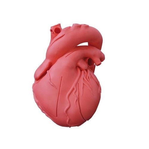 Modelo anatómico de corazón - G500 - Erler-Zimmer - adulto / masculino