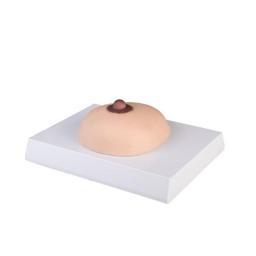 Modelo anatómico de mama - L281 - Erler-Zimmer - para el cáncer / femenino