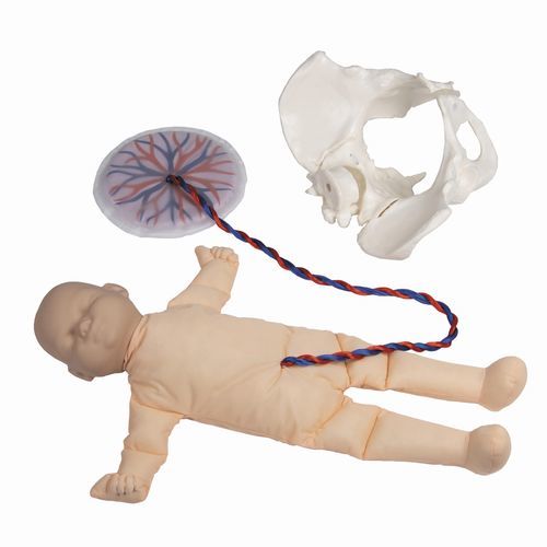 Simulador de parto - 4071 - Erler-Zimmer - obstetricoginecológico / femenino / fetal