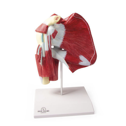 Modelo anatómico de hombro - 4569 - Erler-Zimmer - de formación / con musculatura