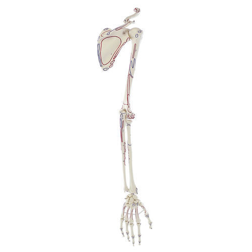 Modelo anatómico de hombro - 6021 - Erler-Zimmer - de esqueleto / de brazo / de mano