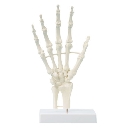 Modelo anatómico de esqueleto - 6040 - Erler-Zimmer - de mano