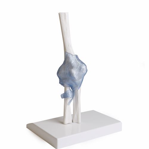 Modelo anatómico de articulación - 4556 - Erler-Zimmer - de brazo / de radio / de codo
