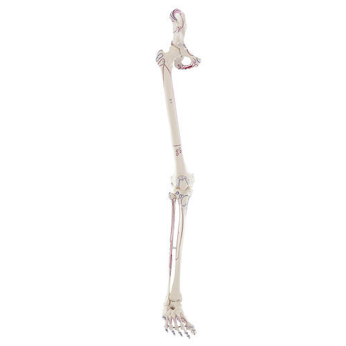 Modelo anatómico de pelvis - 6070 - Erler-Zimmer - de esqueleto / de pierna / de tibia