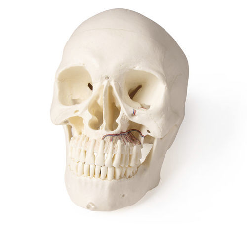 Modelo anatómico de cráneo - 4850 - Erler-Zimmer - de dientes / de mandíbula / para cirugía dental
