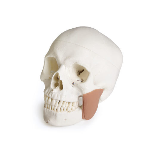 Modelo anatómico de cráneo - 4860 - Erler-Zimmer - de mandíbula / de dientes / bucal