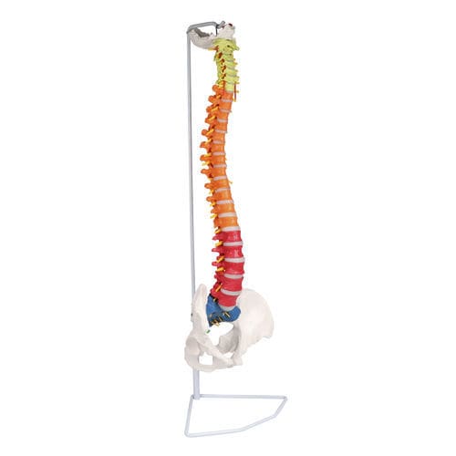 Modelo anatómico de columna vertebral - A252 - Erler-Zimmer - de discos intervertebrales / de coxis / de formación