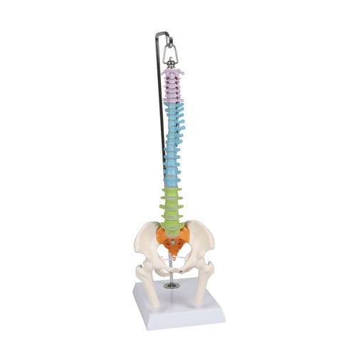 Modelo anatómico de columna vertebral - A253 - Erler-Zimmer - de formación / en miniatura / flexible