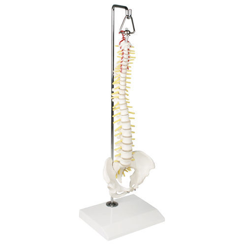 Modelo anatómico de columna vertebral - 4002 - Erler-Zimmer - de formación / en miniatura