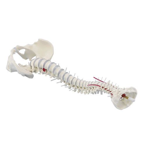 Modelo anatómico de columna vertebral - 4024 - Erler-Zimmer - de la arteria vertebral / de plástico / con pelvis desmontable