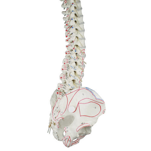 Modelo anatómico de columna vertebral - 4011-1 - Erler-Zimmer - de discos intervertebrales / de músculo / de la arteria vertebral