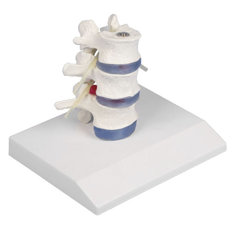 Modelo anatómico de médula espinal - 4047 - Erler-Zimmer - lumbar / de discos intervertebrales