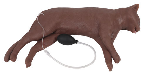 Maniquí de prácticas veterinario - VET4880 - Erler-Zimmer - para RCP / de felino / de pecho