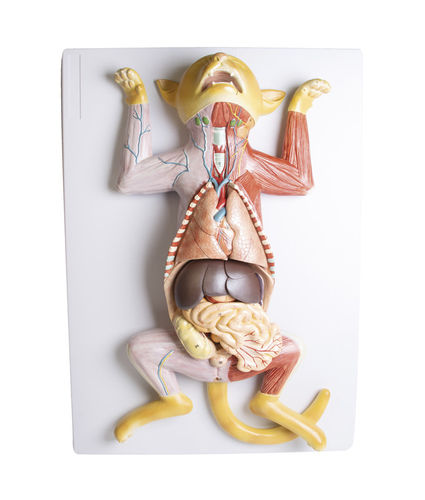 Modelo anatómico de estómago - VET3350 - Erler-Zimmer - uterino / de corazón / de cuerpo entero