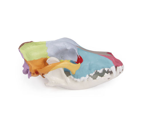 Modelo anatómico de cráneo - VET1708 - Erler-Zimmer - de mandíbula / veterinario / canino