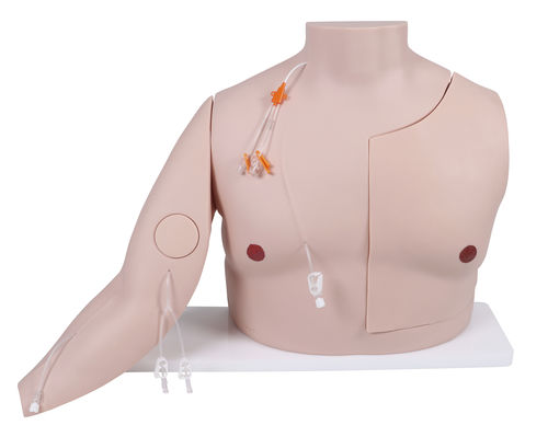 Simulador para acceso vascular - 7650 - Erler-Zimmer - de cateterismo venoso central / de formación / para atención general