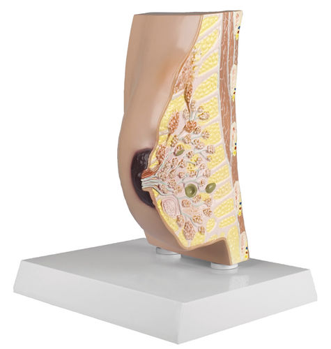 Modelo anatómico de mama - L280 - Erler-Zimmer - femenino