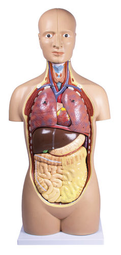 Modelo anatómico de bazo - B109 - Erler-Zimmer - de cerebro / de intestino delgado / de páncreas