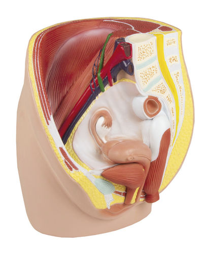 Modelo anatómico de recto - H210 - Erler-Zimmer - de vejiga / de vagina / de útero