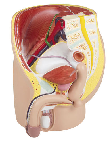Modelo anatómico de recto - H211 - Erler-Zimmer - de vejiga / de próstata / de pelvis