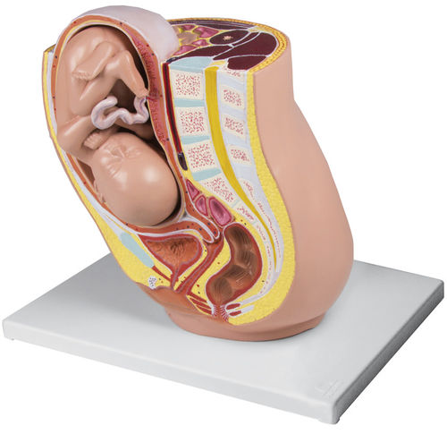 Modelo anatómico de pelvis - L220 - Erler-Zimmer - de embarazo / fetal / femenino