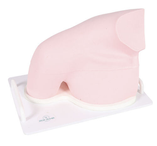 Simulador de imagen médica - SEZ-SH - Erler-Zimmer - de formación / de anatomía / para atención general