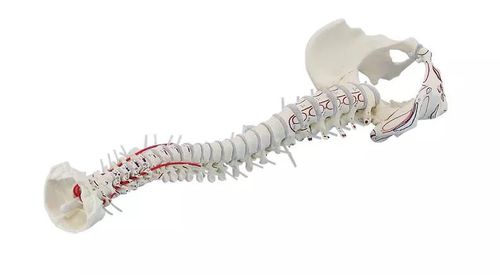 Modelo anatómico de columna vertebral - 4011-1 - Erler-Zimmer - de discos intervertebrales / de músculo / de la arteria vertebral