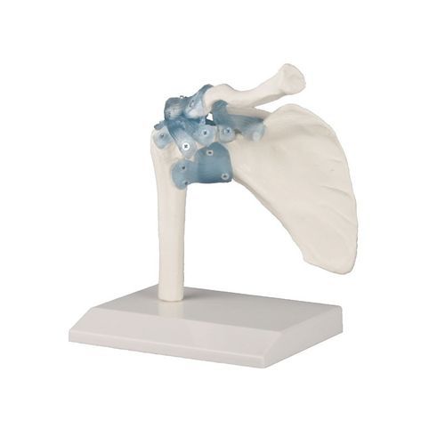 Modelo anatómico de articulación - 4550 - Erler-Zimmer - de hombro / de formación