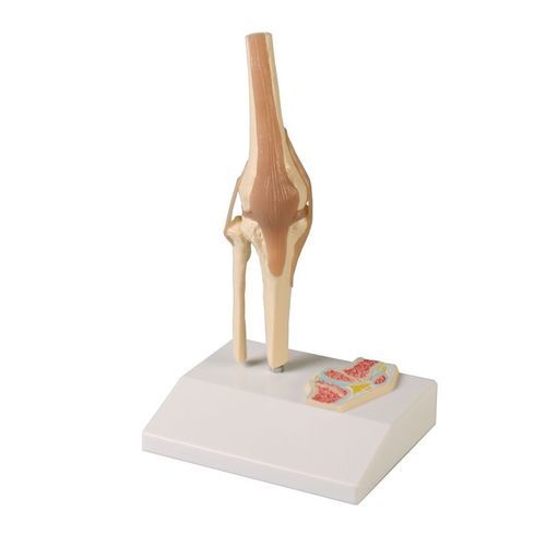 Modelo anatómico de rodilla - 4522 - Erler-Zimmer - de articulación / de formación / en miniatura