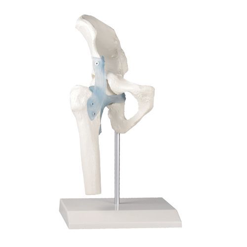 Modelo anatómico de articulación - 4553 - Erler-Zimmer - de cadera / de formación