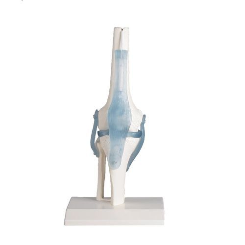 Modelo anatómico de articulación - 4552 - Erler-Zimmer - de rodilla / de formación