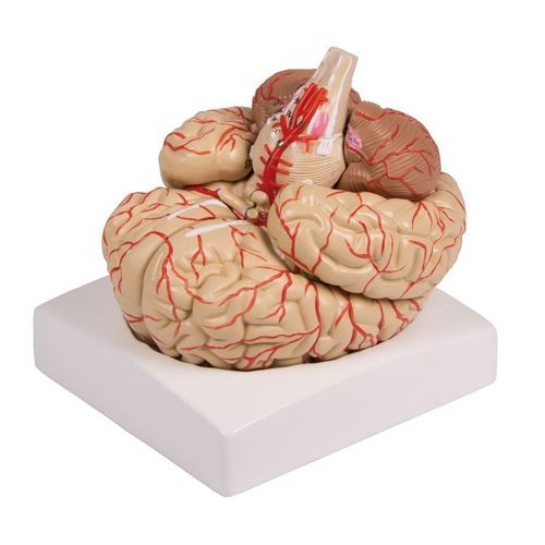 Modelo anatómico de cerebro - C220 - Erler-Zimmer - de arteria / de formación