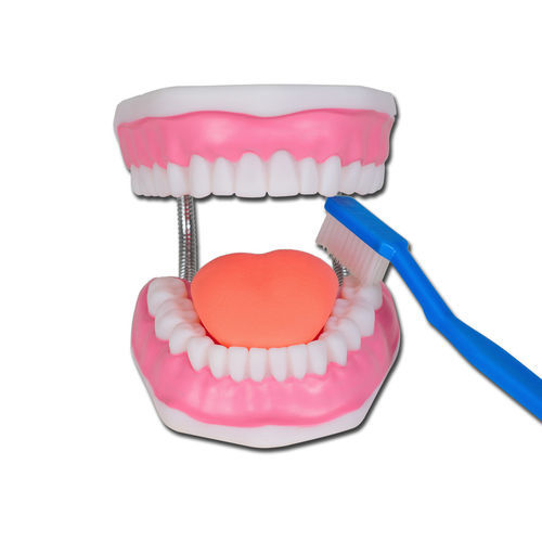Modelo anatómico bucal - 40199 - GIMA - para higiene dental / de formación