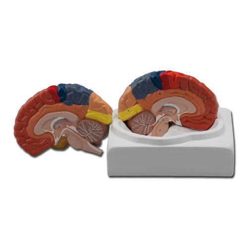 Modelo anatómico de cerebro - 40021 - GIMA - de cerebelo / de sien / de formación