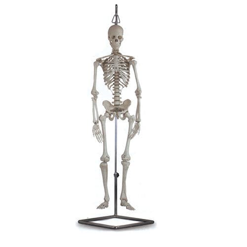 Modelo anatómico de esqueleto - 40115 - GIMA - de formación / blanco / articulado