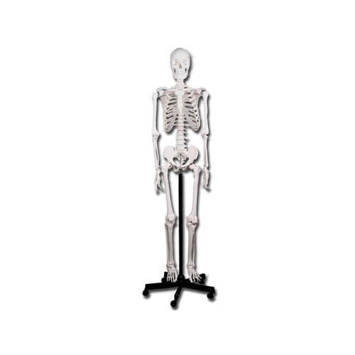Modelo anatómico de esqueleto - 40119 - GIMA - de formación / blanco / articulado