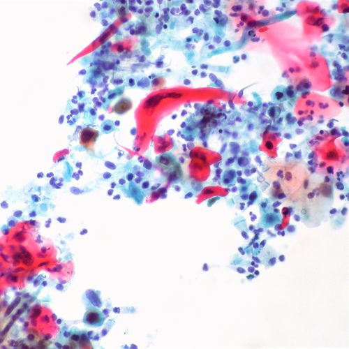 Reactivo solución de coloración - 01OG61000 - Histo-Line Laboratories - colorante / para histologia / líquido