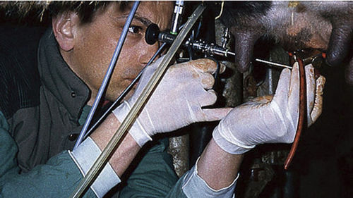 Teloscopio veterinario para bovinos - KARL STORZ