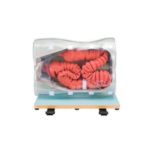 Simulador de formación - LM-107 - KOKEN  - de colonoscopia / de gastroenterología / de tumor