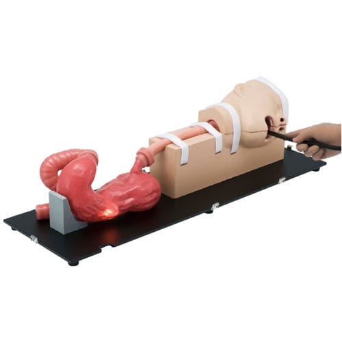 Simulador de formación - LM-103 - KOKEN  - de endoscopia / de gastroscopia / de gastroenterología