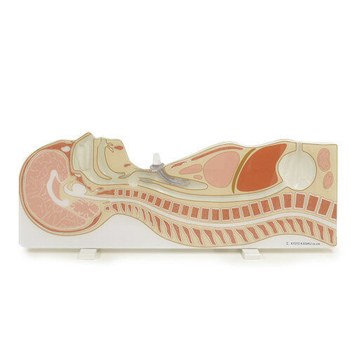 Maniquí de prácticas de nutrición - MW5 - Kyoto Kagaku  - para atención general / para traqueotomía / de parte superior del cuerpo