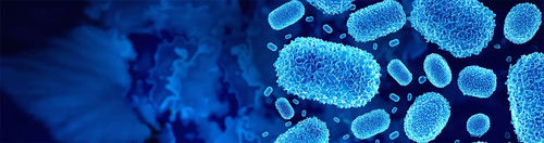 Kit de prueba mpox - QP10691 - Randox Laboratories - para la investigación / para qPCR / para PCR en tiempo real