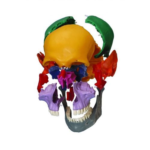 Modelo anatómico de cráneo - A229.1 - RÜDIGER - ANATOMIE  - de formación / articulado
